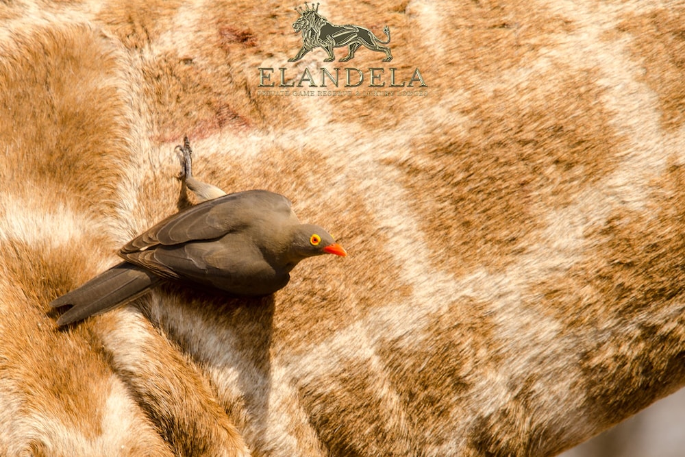 Elandela Private Game Reserve And Luxury Lodge 24/50