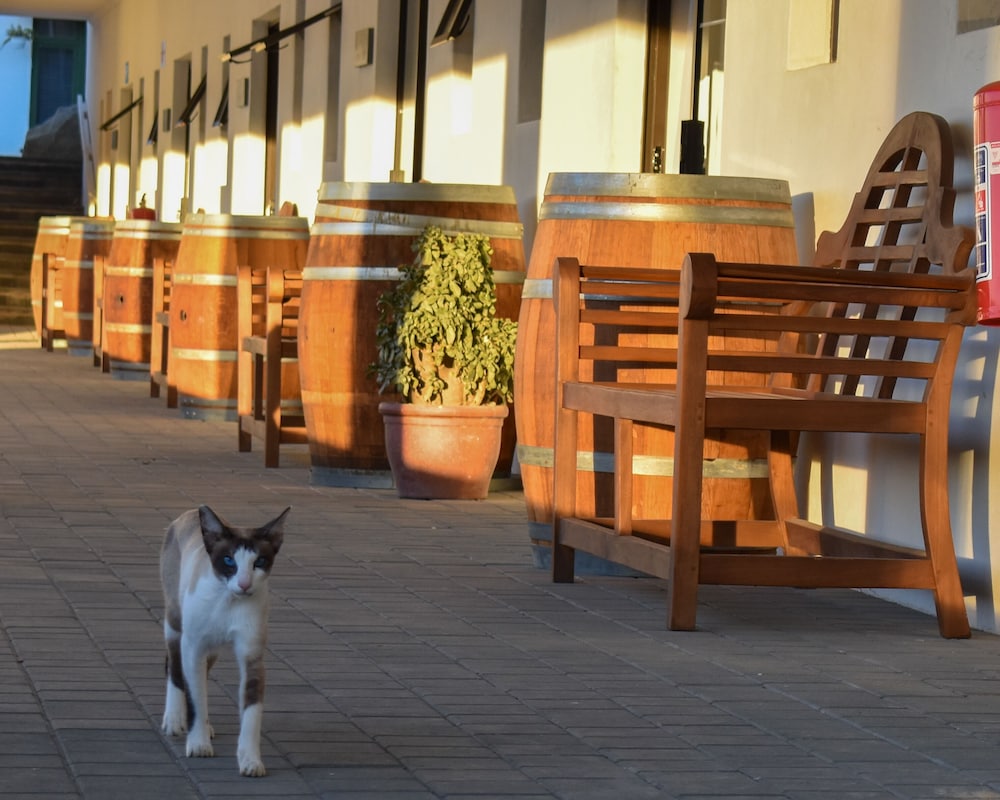 Middelplaas Paarl Guesthouse 3/31