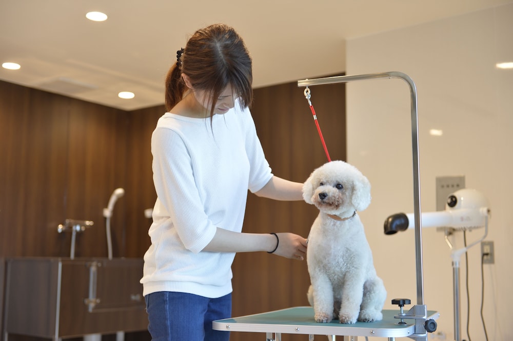 Izumigo Toba Dog Paradise Hotel 23/58