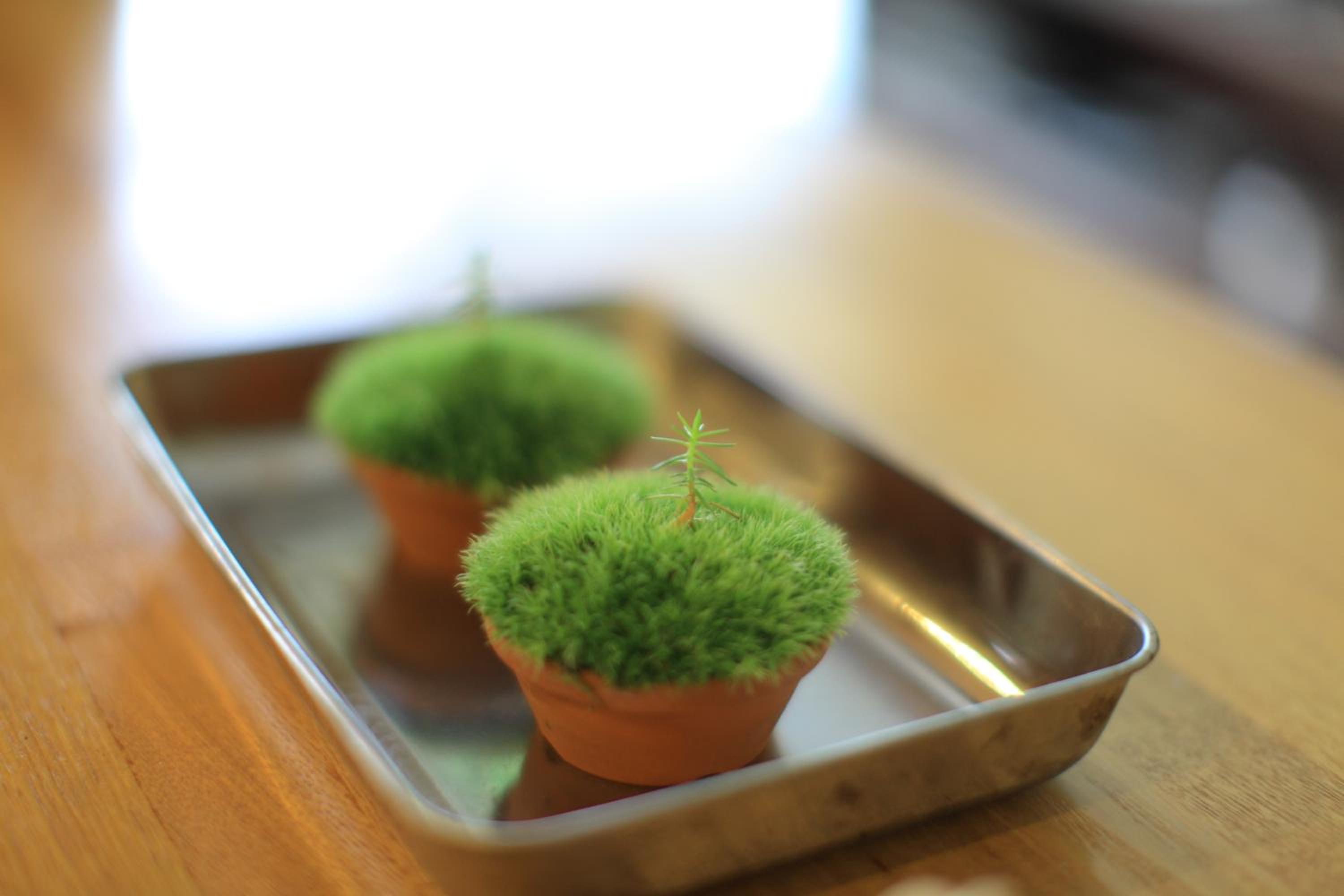 Yakushima Guesthouse Suginoko 20/36