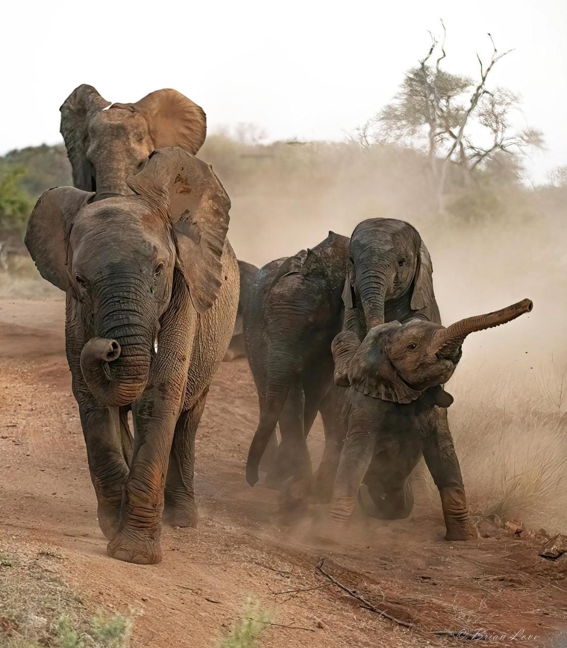 Imagine Africa Luxury Tented Camp 39/50