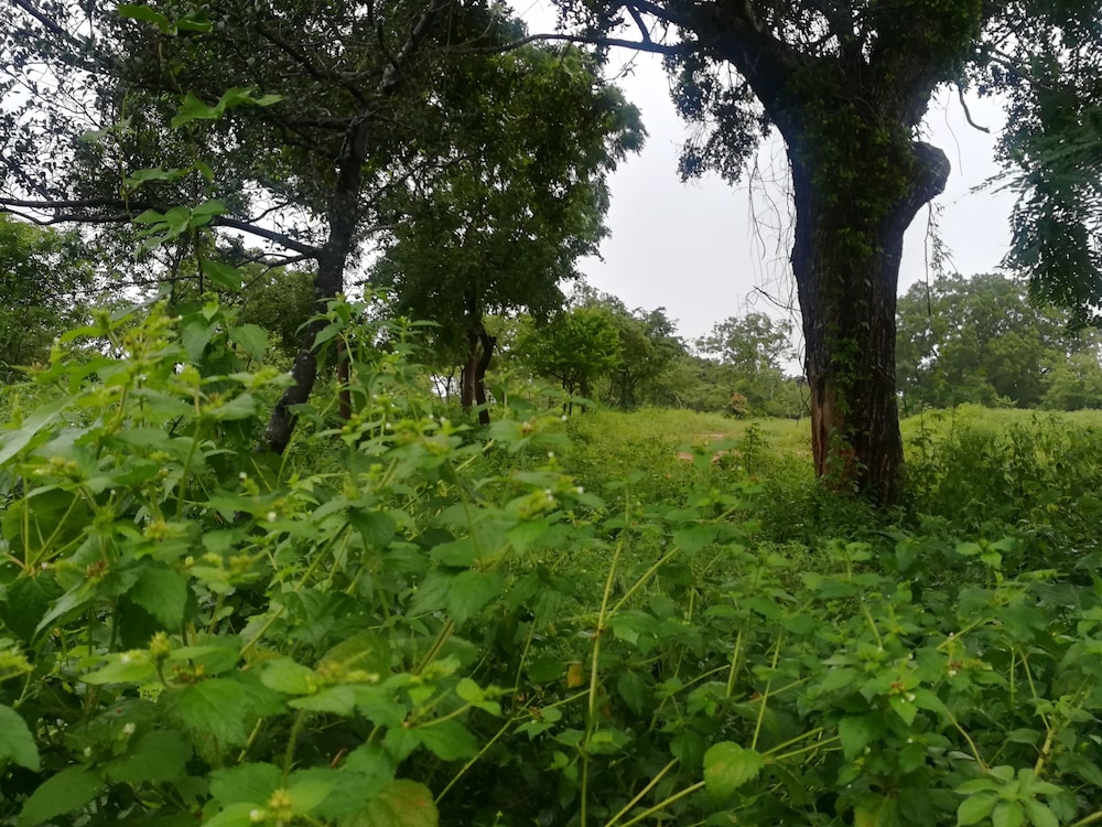 Wild Eco Safari 13/22