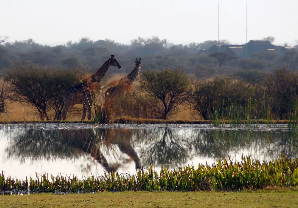 Ditholo Game Lodge 44/51