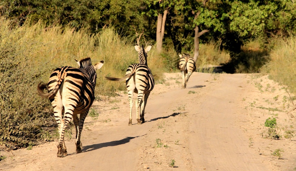 Fathala Wildlife Reserve 31/47