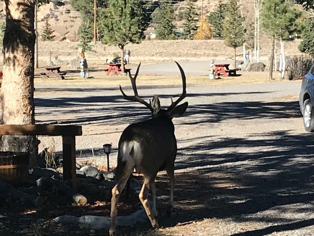 Grandview Cabins & RV Resort 25/50