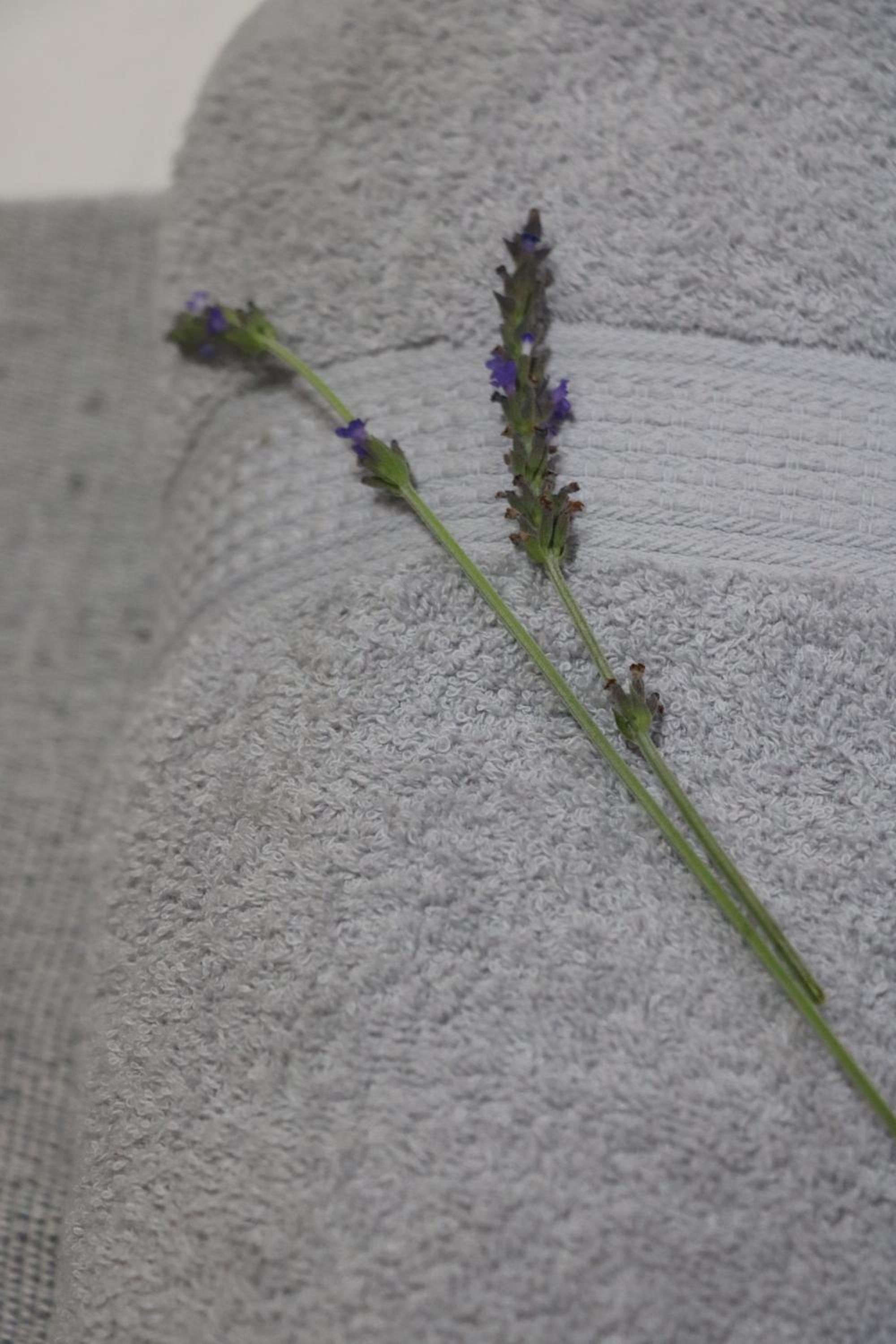 Lavender Lane Queenstown 42/50