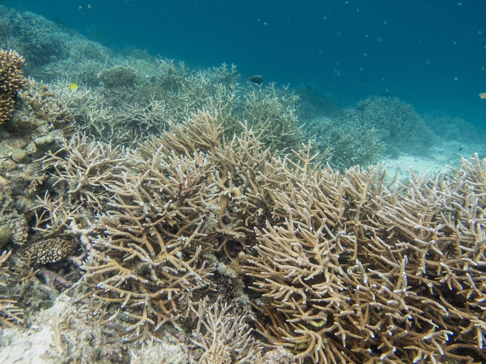 Dhawa Ihuru Maldives 67/69