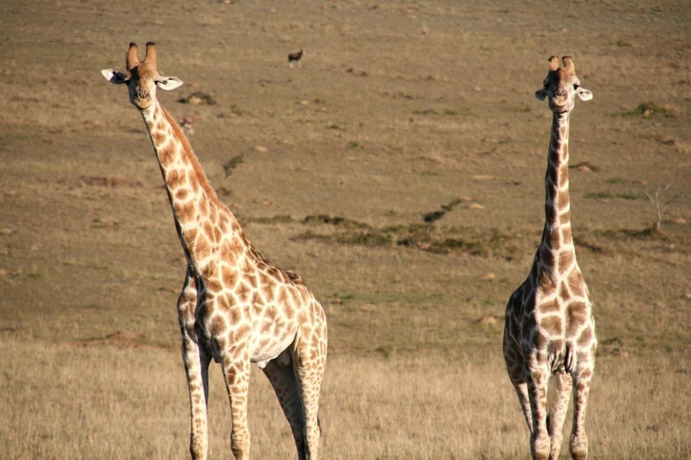 Kwantu Game Reserve 39/43