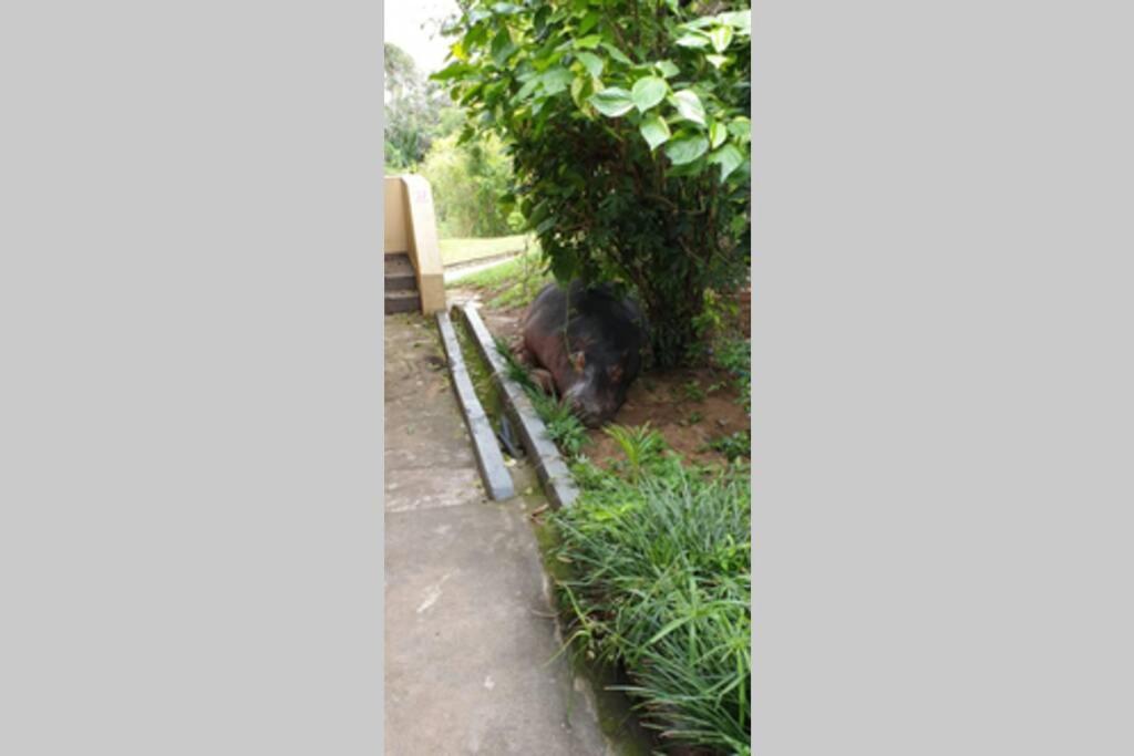 23 Manzini Chalets - Pumba's Den 21/25