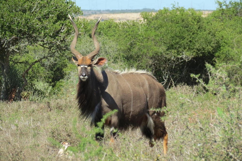 Kudu Ridge Game Lodge 37/41