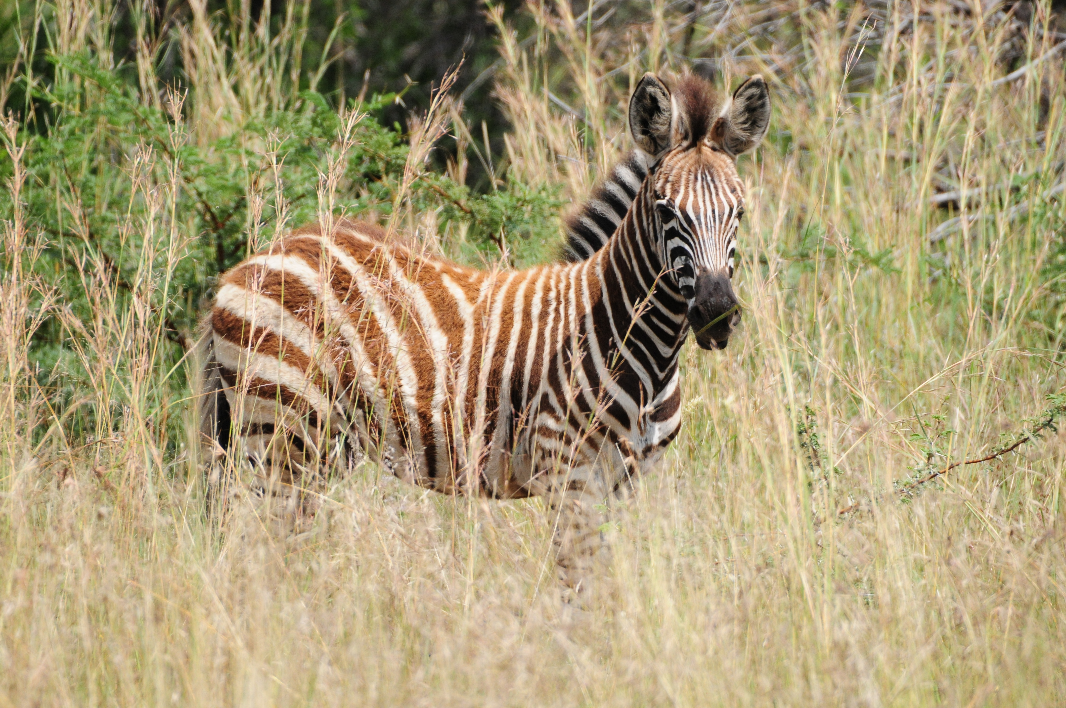 Morokolo Safari Lodge 69/82
