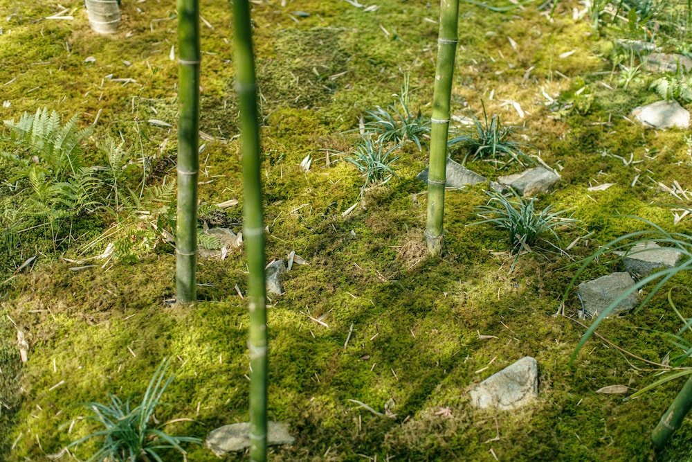 Garrya Nijo Castle Kyoto 42/50