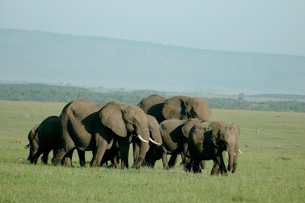 Mara Intrepids Tented Camp 22/49