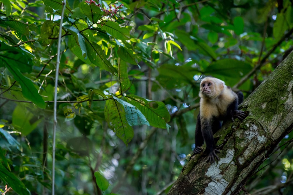 Manuel Antonio 45/49