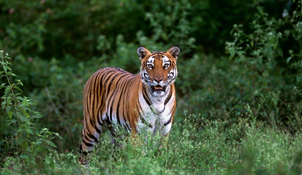 Evolve Back, Kabini 41/51