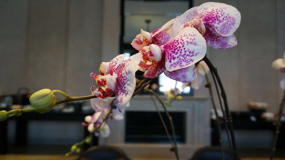 Park Hyatt Changbaishan 22/55