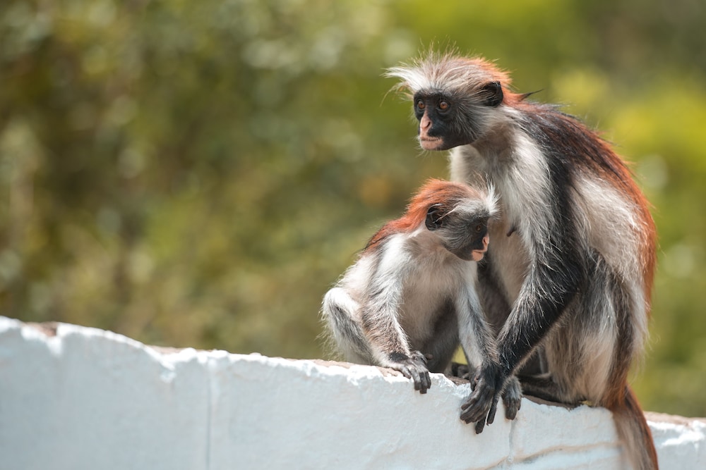 Filao Beach Resort by Sansi 51/60