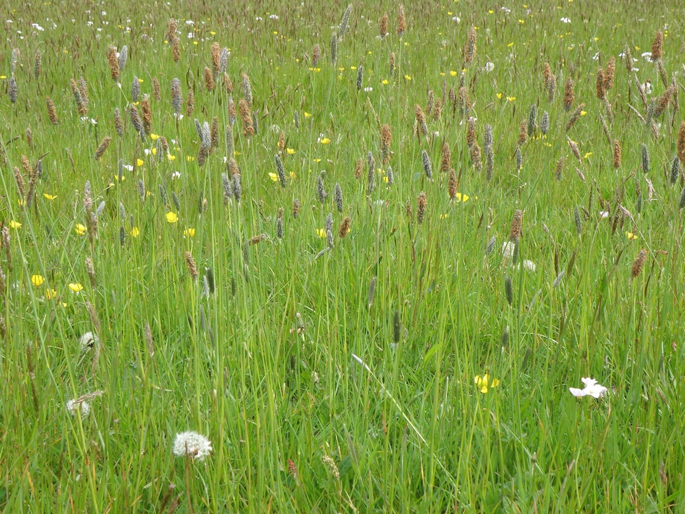 Hay Meadow Farm 38/50