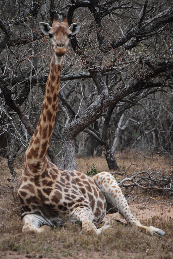 Doringpoort Safari Lodge(PTY)LTD 43/50