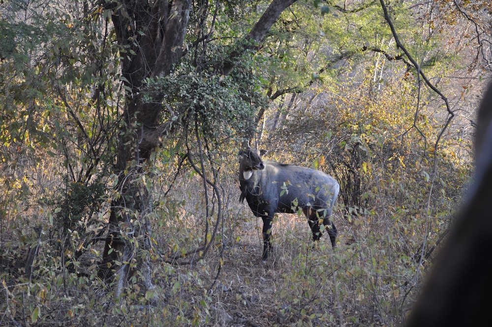 Tree of Life Sariska Manor 28/58