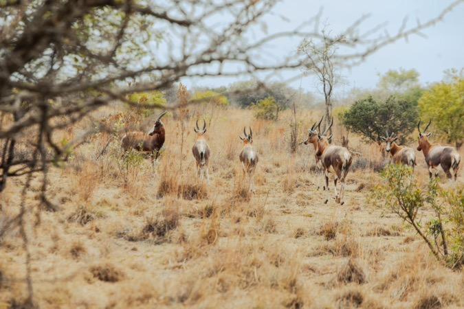 Naledi@53 Private Game Farm 40/50