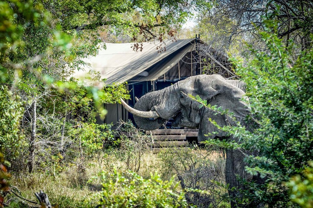Honeyguide Tented Safari Camps 45/50
