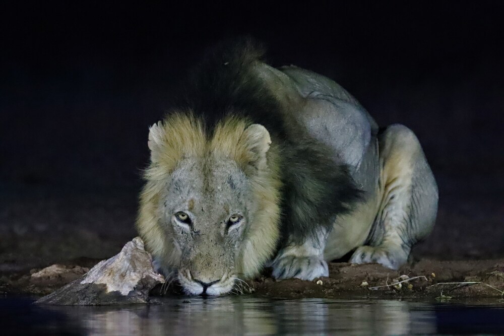 Antares Bush Camp & Safaris 42/50