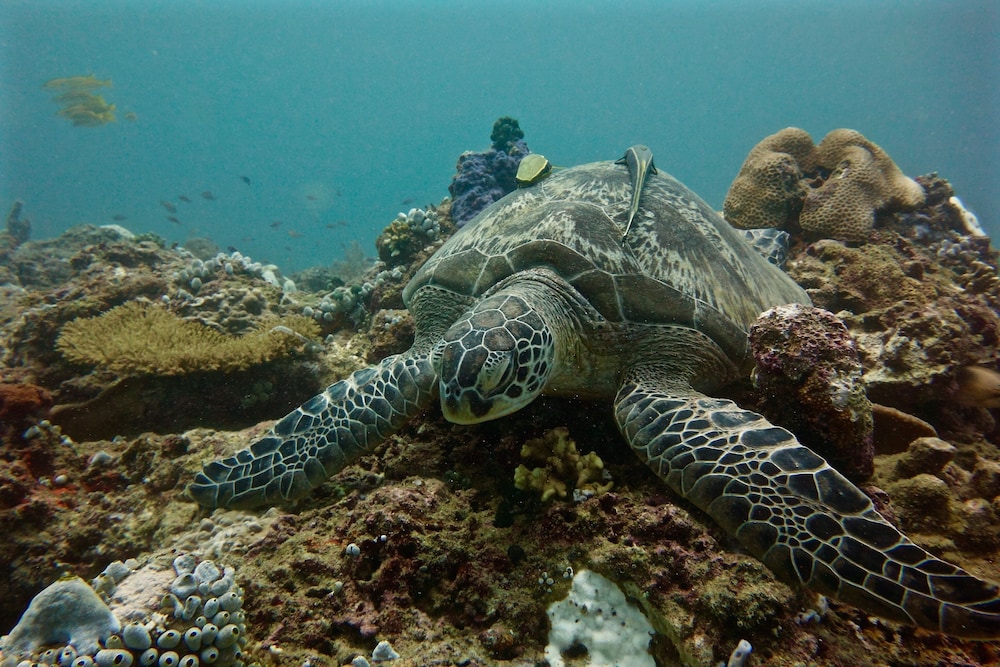 Perhentian Island Resort 49/55