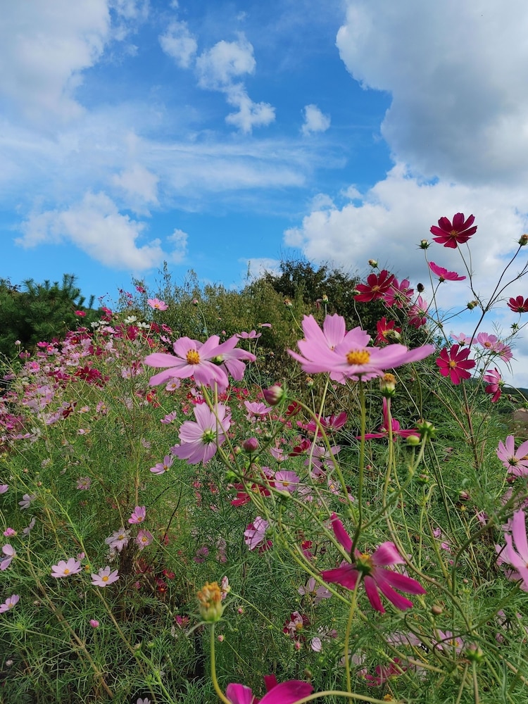 Paju Kamaksan Pension 45/50