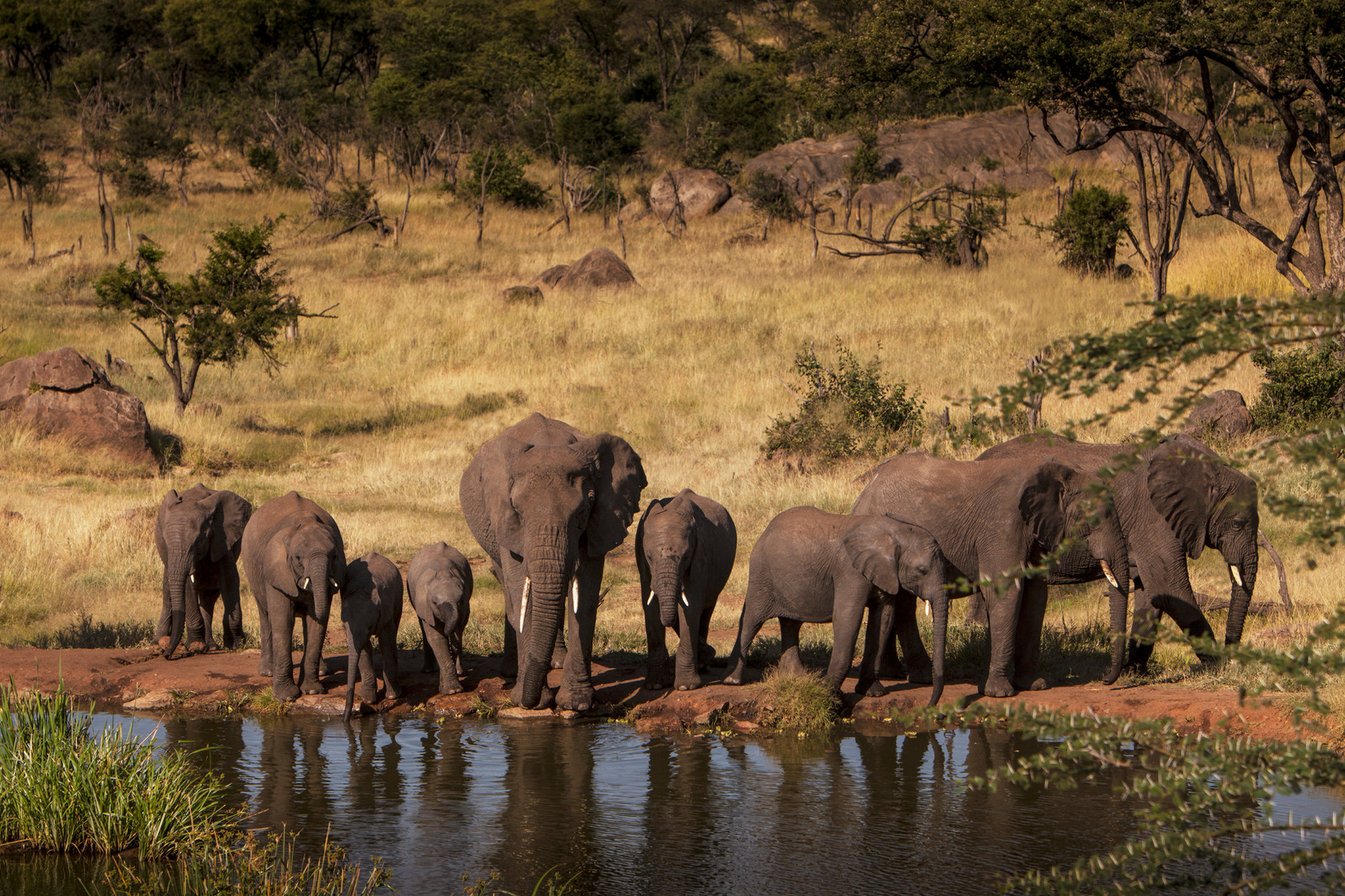 Four Seasons Safari Lodge Serengeti, Tanzania 53/66