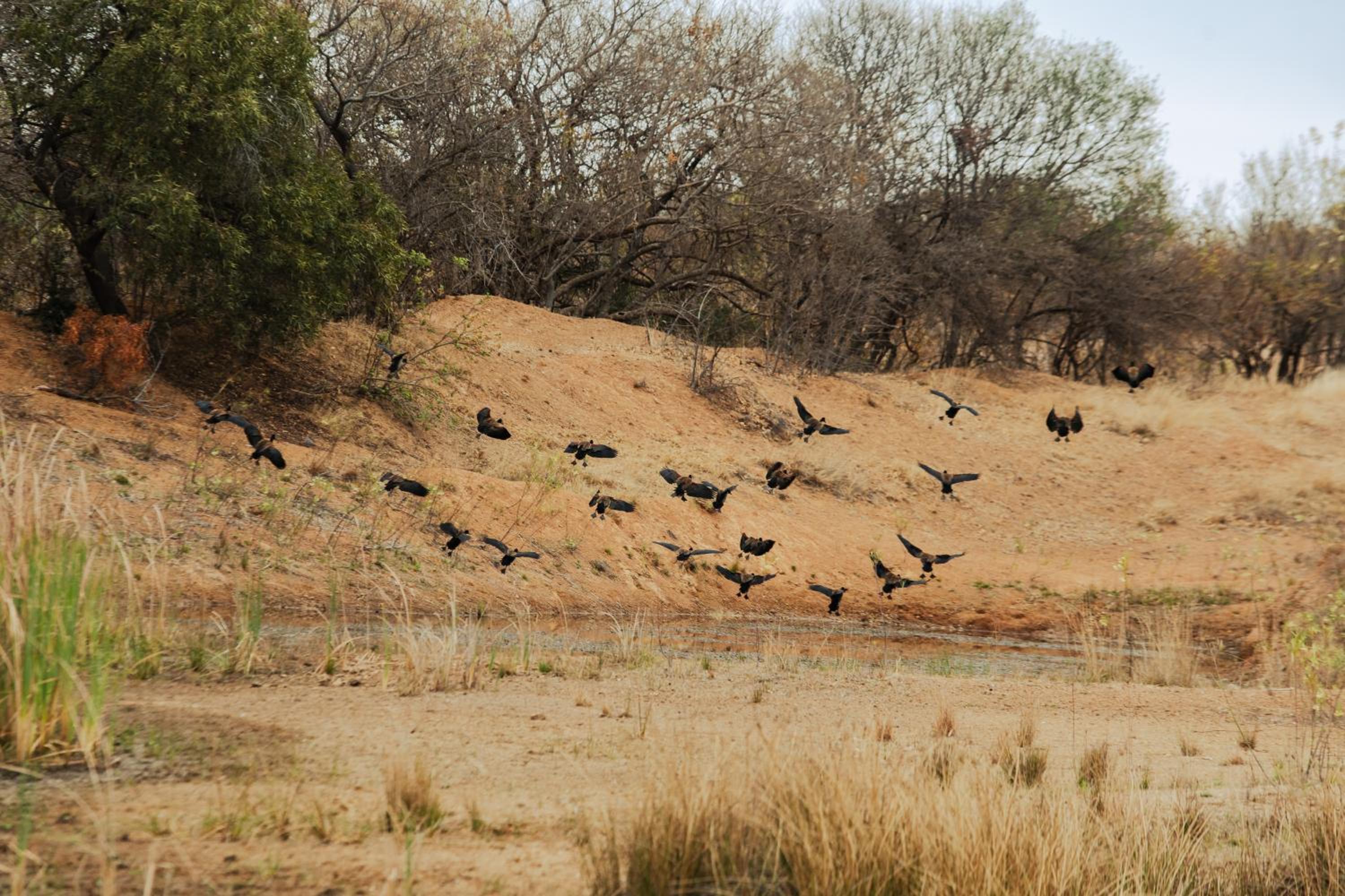 Naledi@53 Private Game Farm 34/50