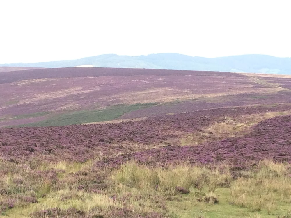 Exmoor House - Guest House 36/50