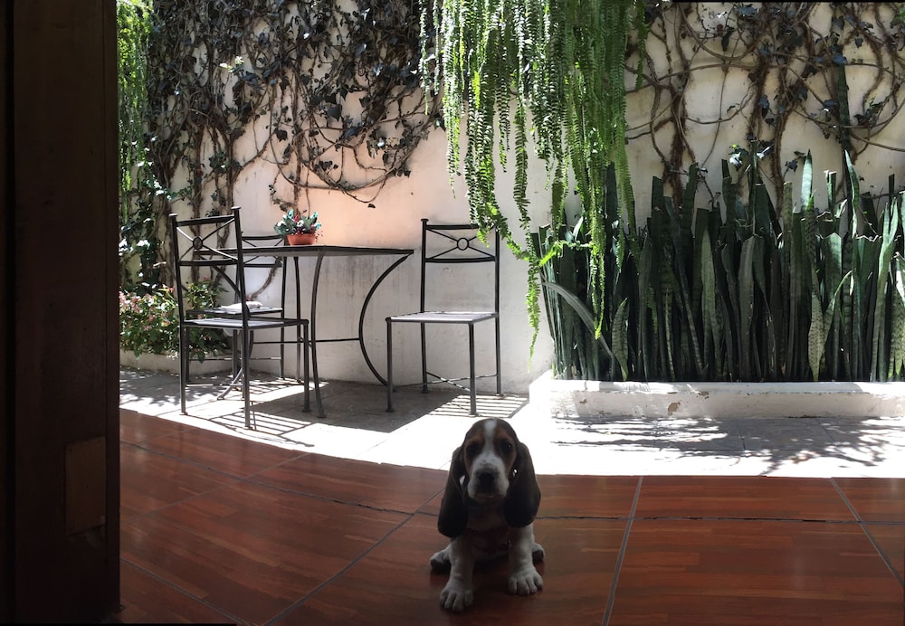 Hostal Antigua - Hostel 7/62