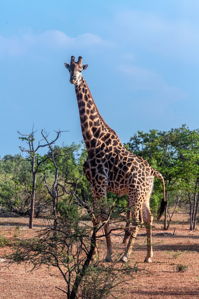 Mopane Bush Lodge 19/34