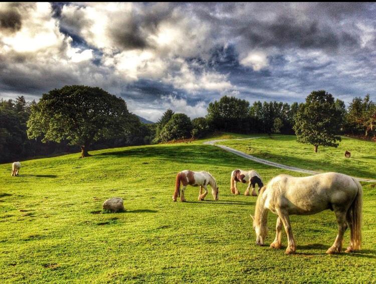 Muckross Riding Stables 15/17