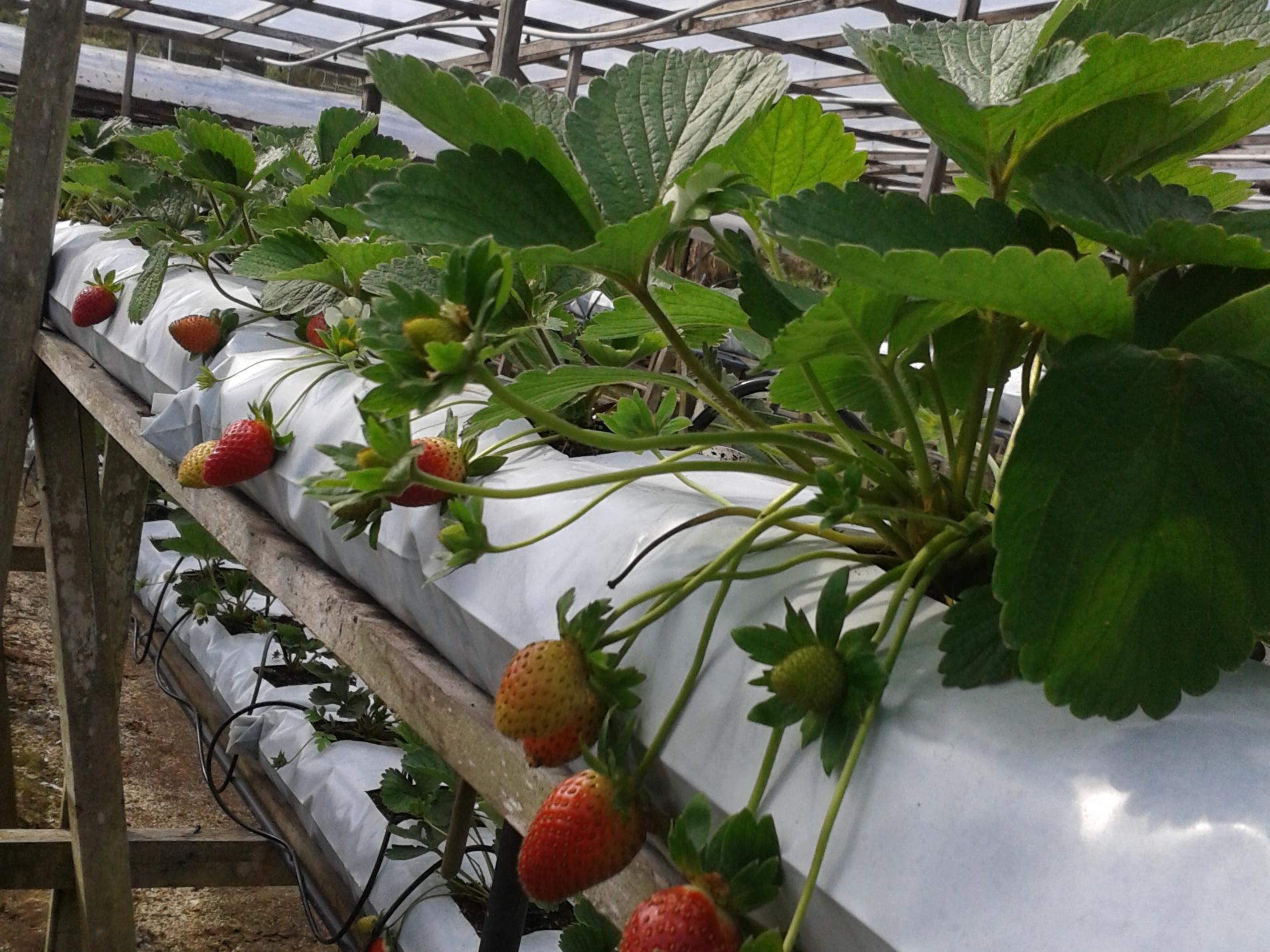 Strawberry Garden Hotel 17/19