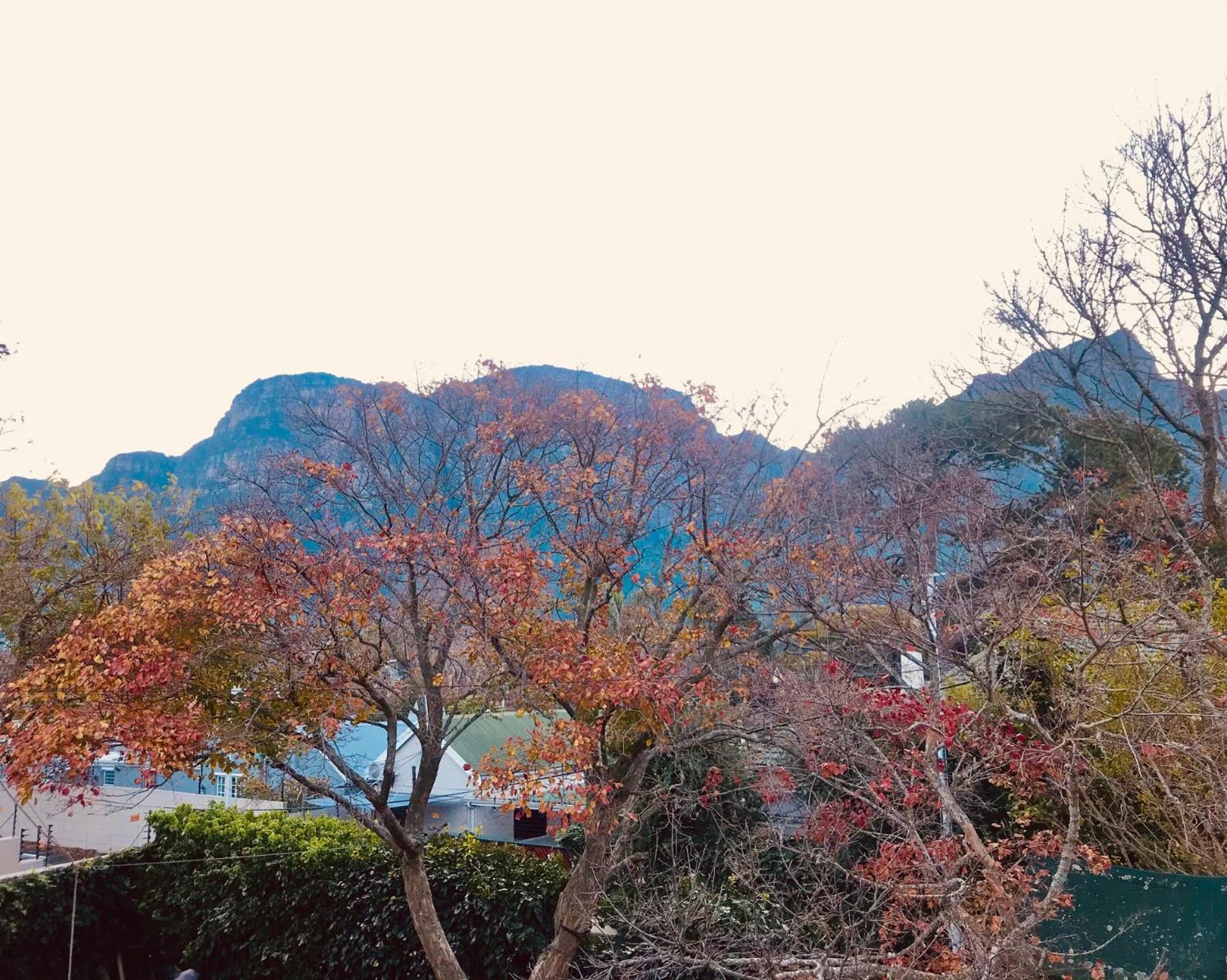 Authentic Newlands 29/37