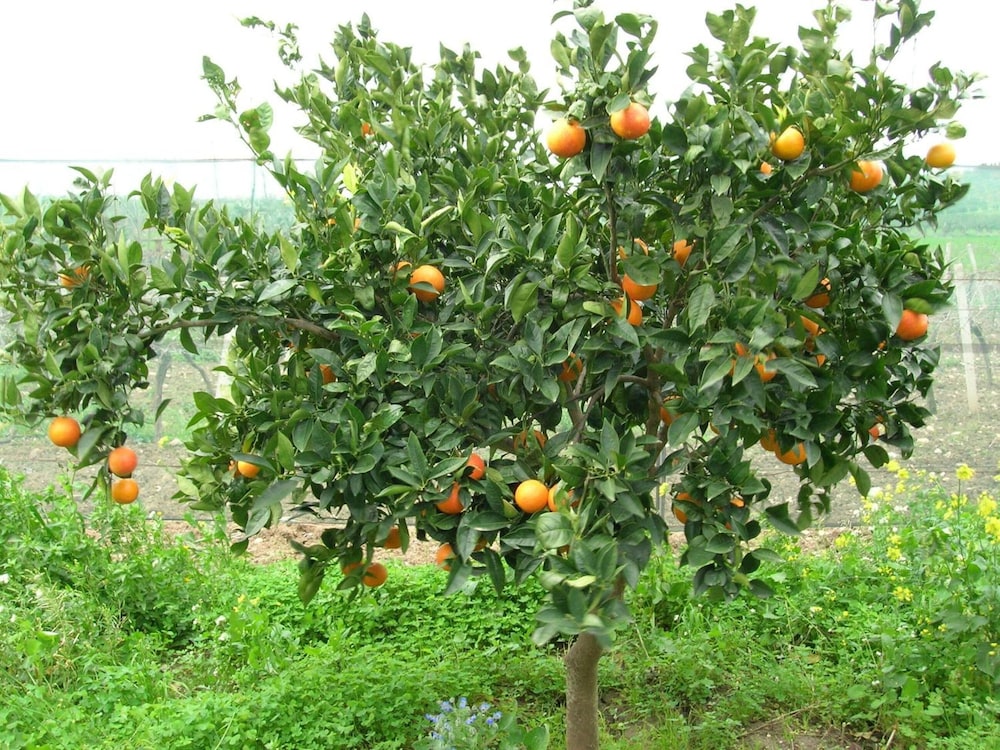 Agriturismo Baglio Donna Santa 35/48