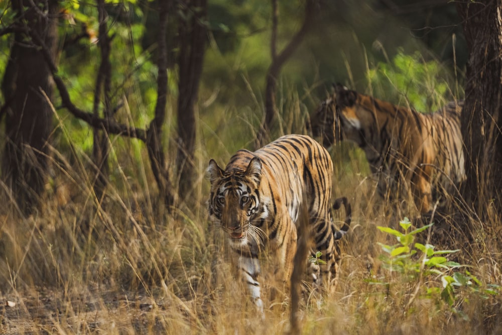 Brij Sone Bagh, Bandhavgarh, A Luxury Jungle Retreat 56/61