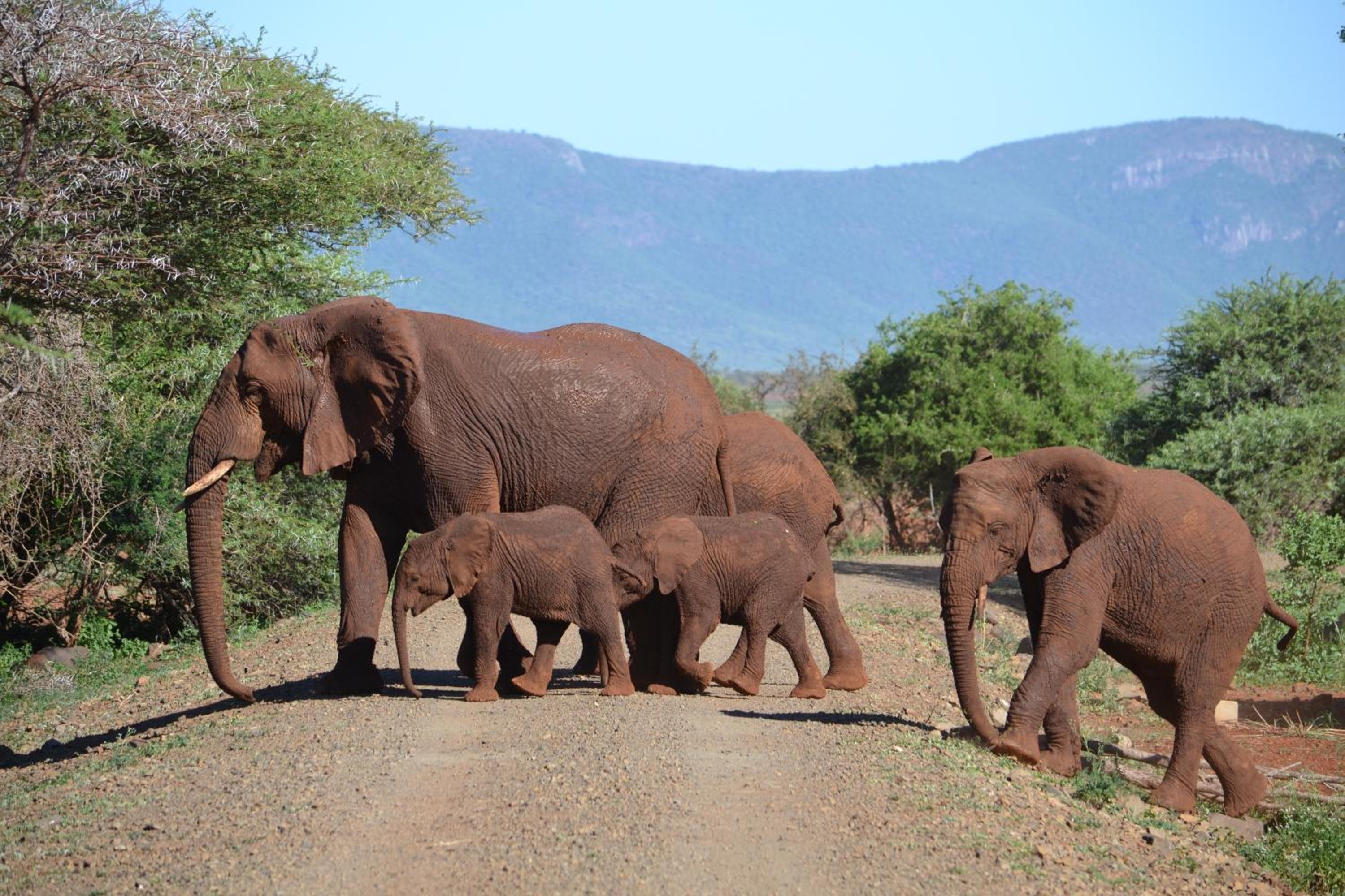 White Elephant Safari Lodge 20/21