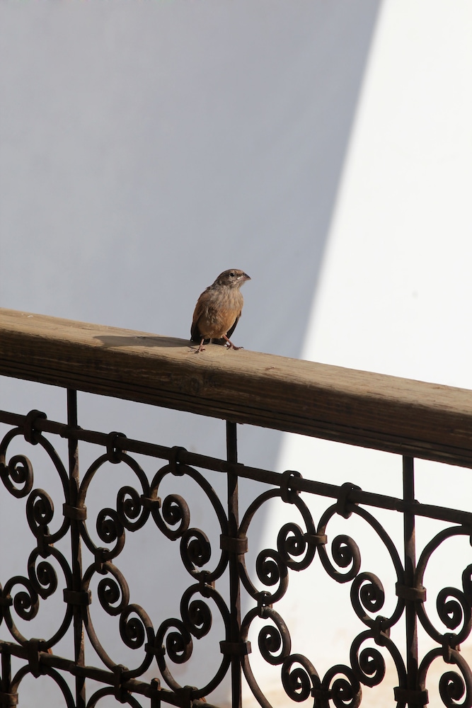 Riad Dar Massai 7/50