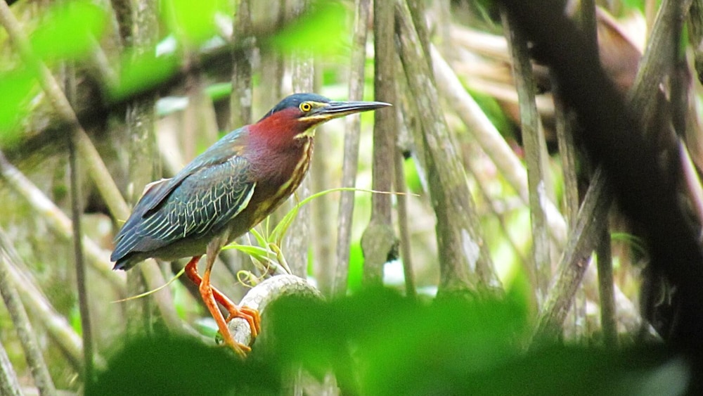 Isla Palenque Member of the Cayuga Collection 28/50