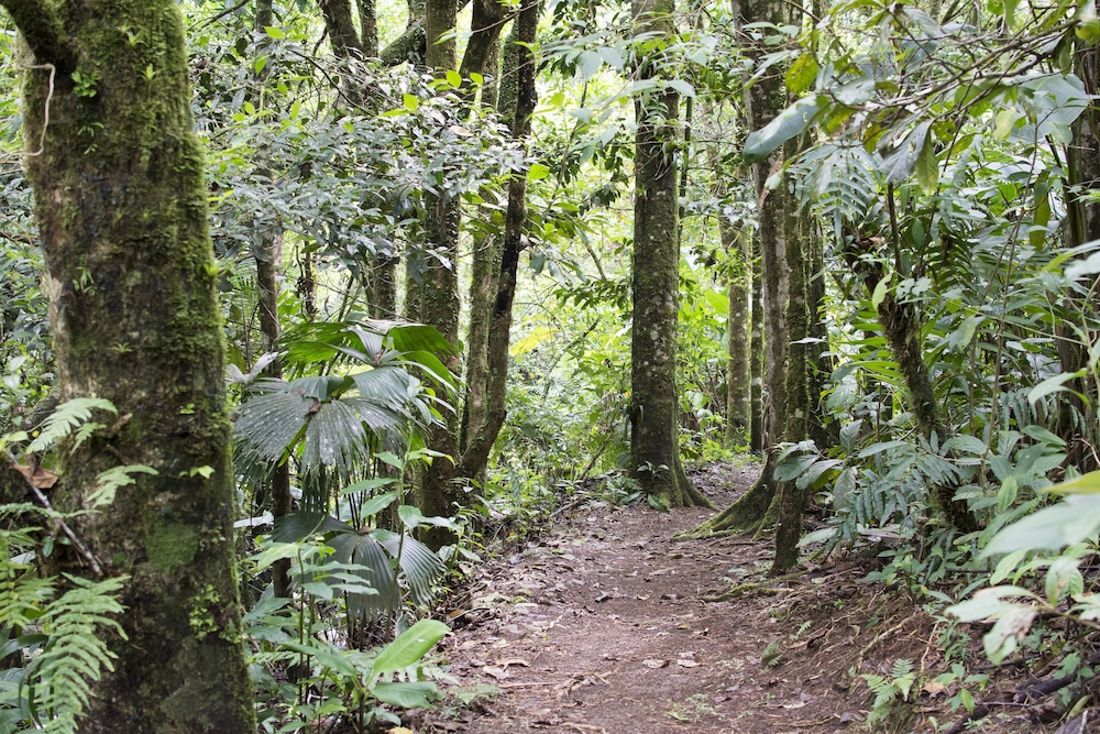 Bosque de Paz Lodge y Reserva Biologica 52/58