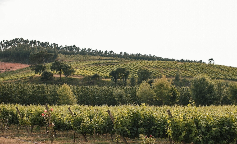Quinta do Porto Nogueira by Romana Vini 36/50