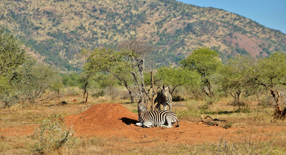 Black Rhino Game Lodge 64/69