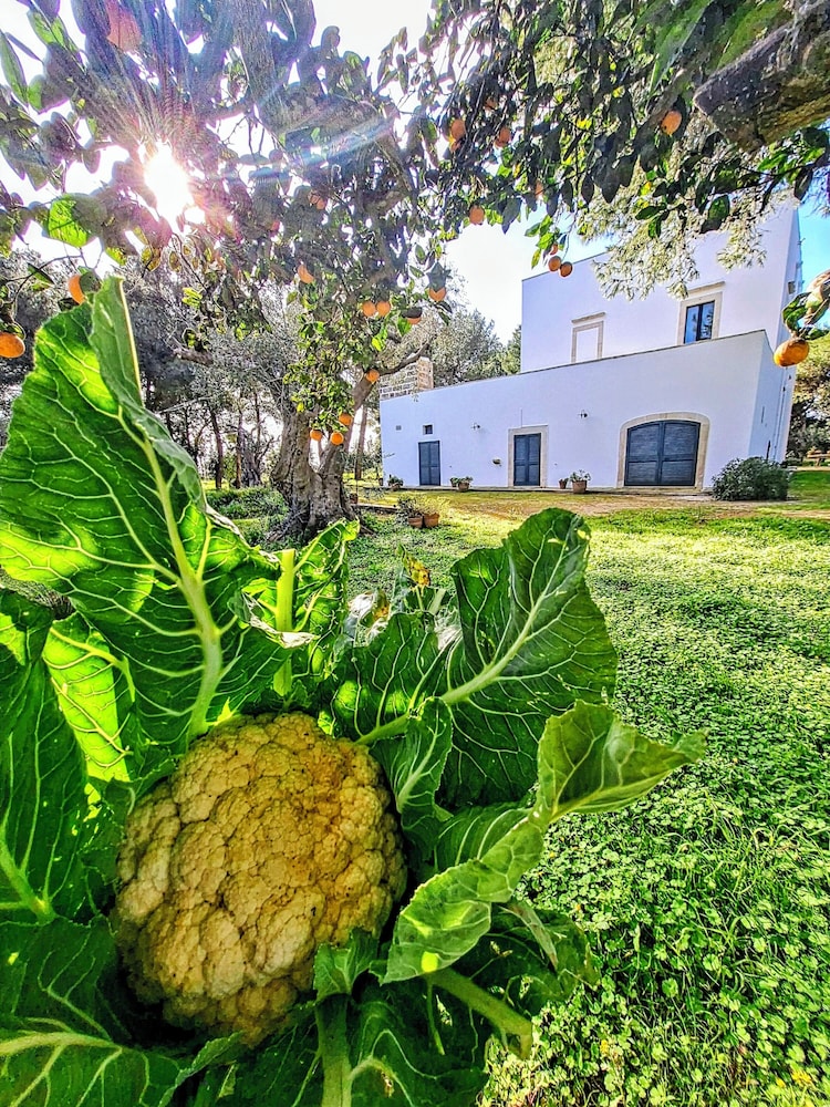 Masseria Fracchicchi 37/48
