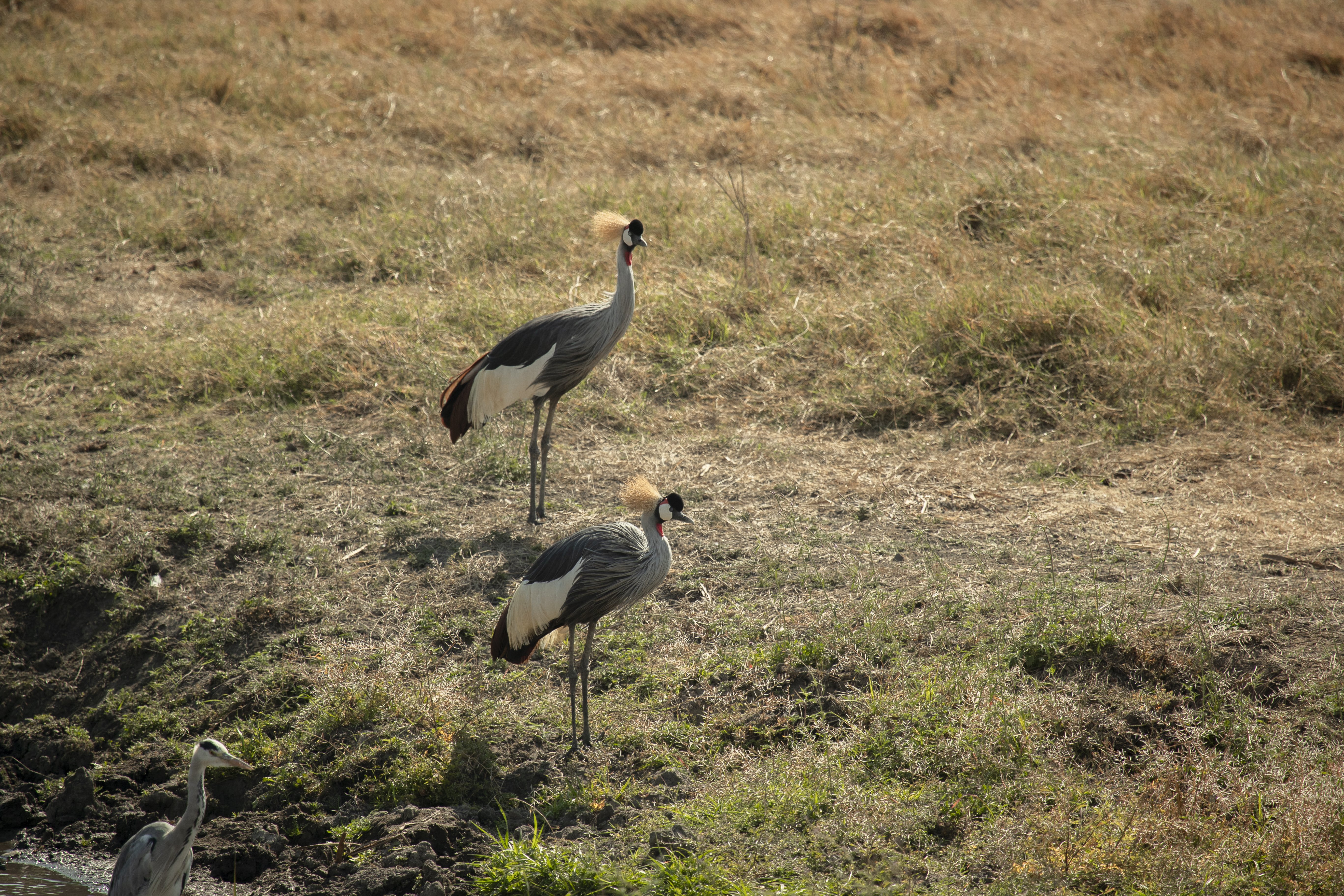 Ngorongoro Lodge member of Melia Collection 24/57
