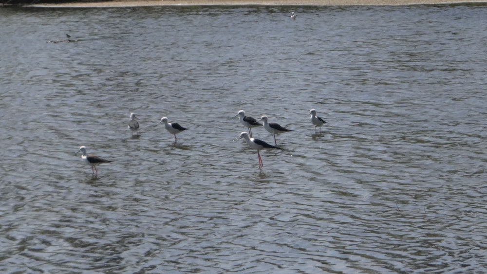 Seagulls Beach & Garden Cabanas. 24/26