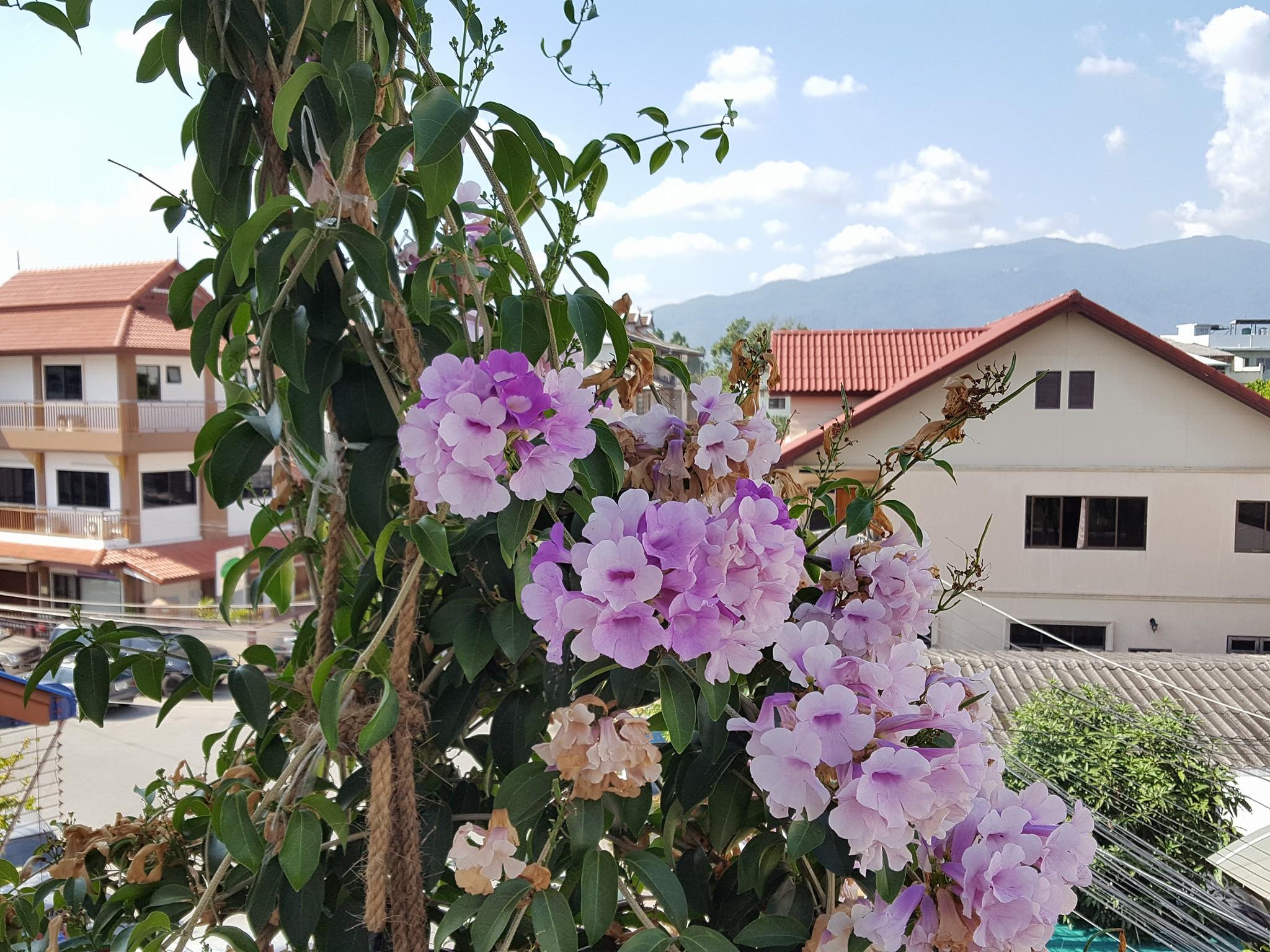 Bed and Terrace Guesthouse Chiang Mai 15/15