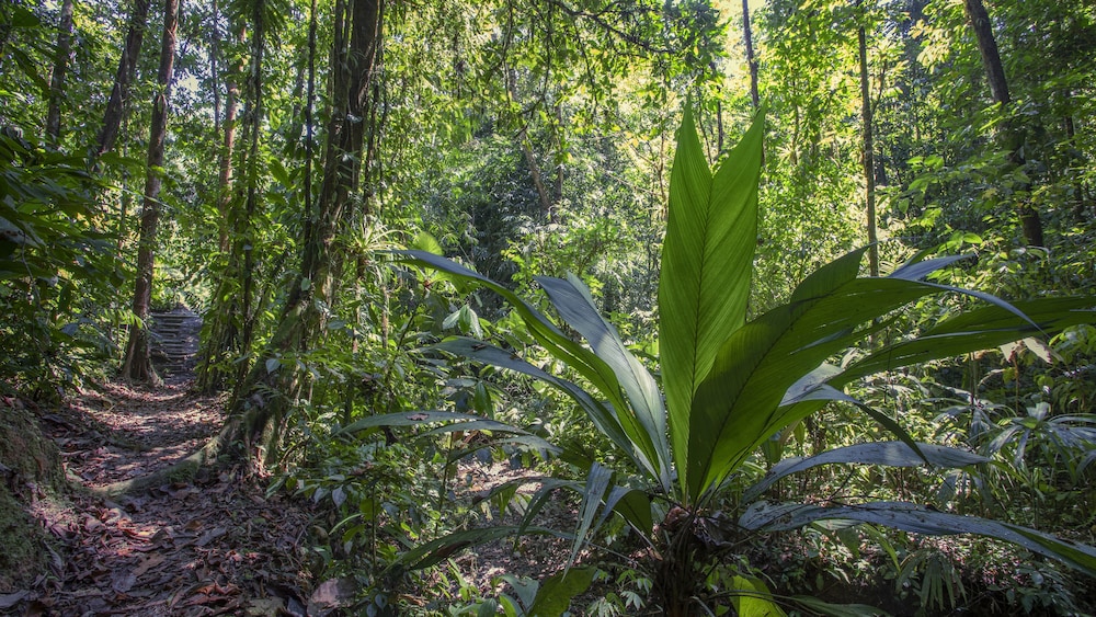 Esquinas Rainforest Lodge 19/46